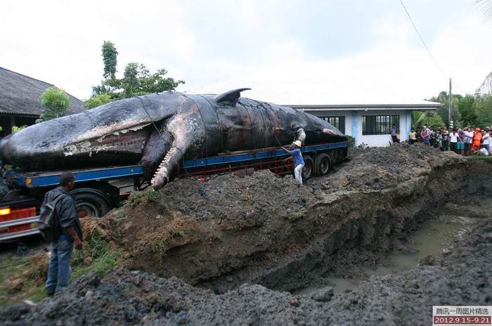 Q Công nhân tại thành phố Zamboanga miền nam Philippines đang chuẩn bị chôn xác con cá nhà táng khổng lồ dài 16 mét dạt vào bờ biển nước này